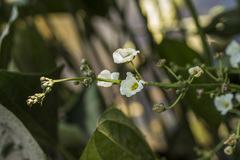Echinodorus grandiflorus