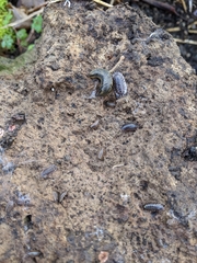 Orchesella villosa
