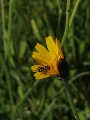 Toxomerus vertebratus