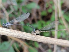 Argia pulla