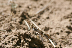 Dissosteira spurcata