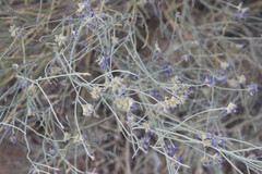 Psorothamnus scoparius