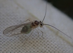 Stenopsocus