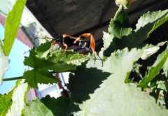 Callisphyris macropus