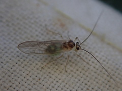 Stenopsocus