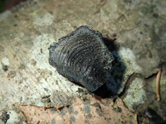 Daldinia concentrica