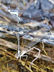 Argia pulla