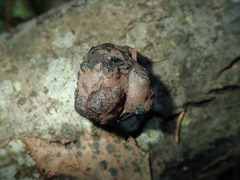 Daldinia concentrica