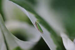 Draeculacephala constricta