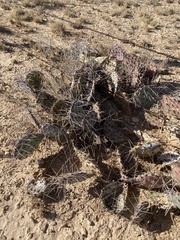 Opuntia phaeacantha