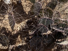 Opuntia phaeacantha