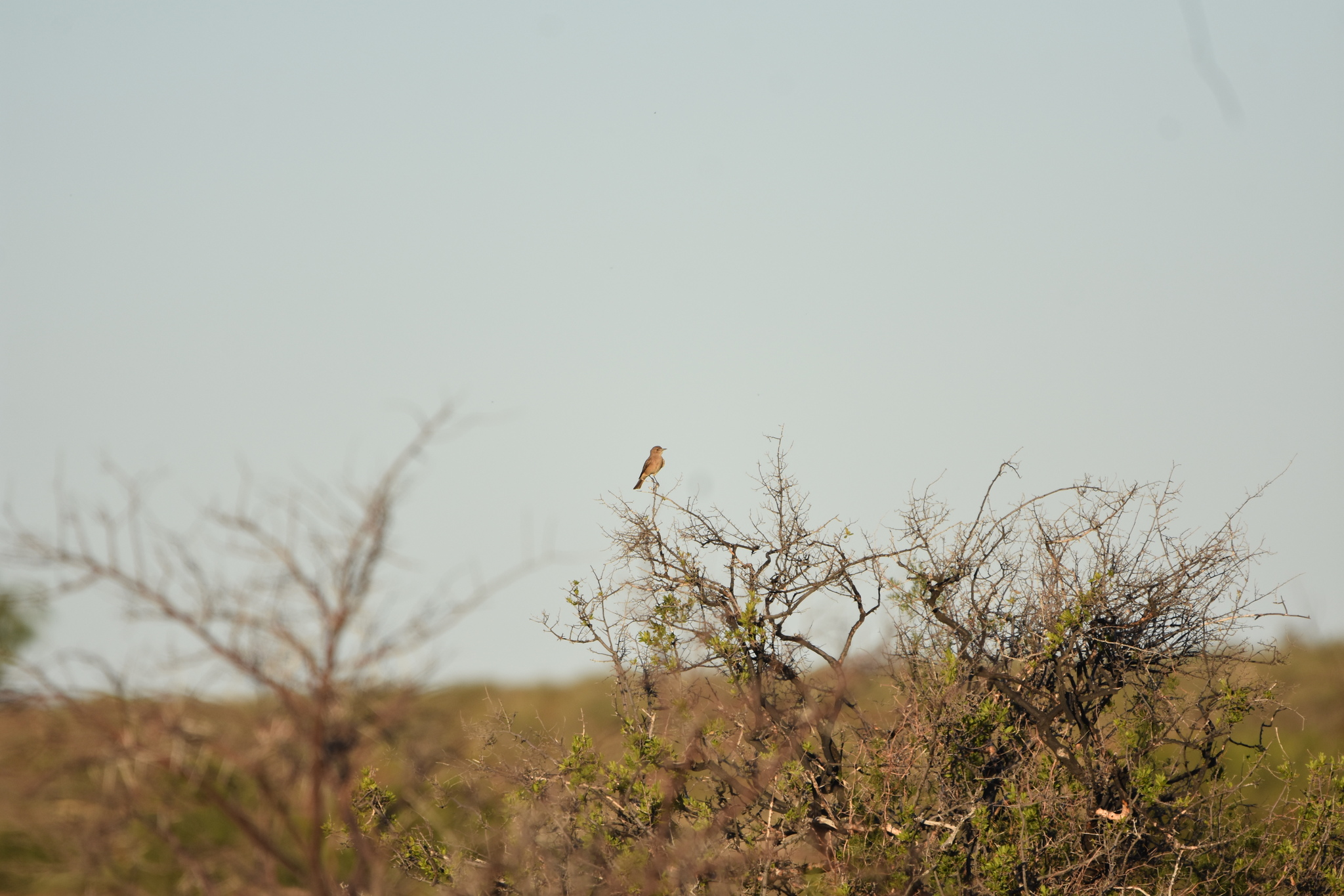 Chat Flycatcher (Agricola infuscatus)