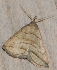 Herminia tenuialis