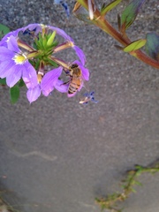 Apis mellifera