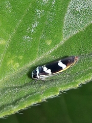 Macugonalia leucomelas