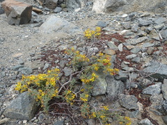 Dinemandra ericoides