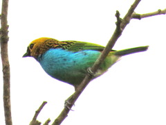 Tangara cyanoventris