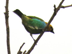 Tangara cyanoventris