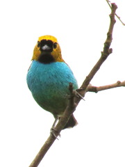 Tangara cyanoventris