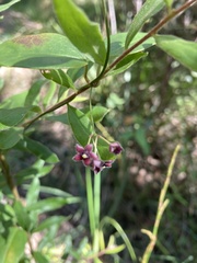 Vincetoxicum barbatum