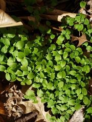 Magnoliopsida