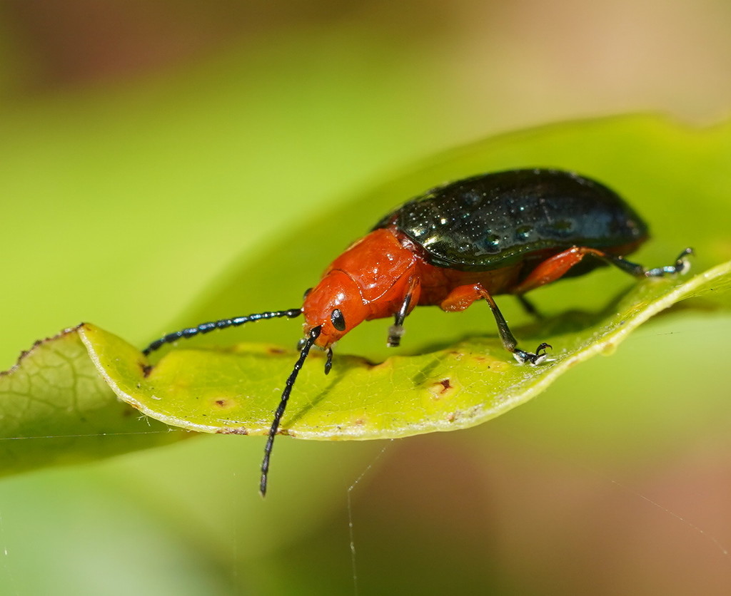 Lamprolina