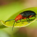 Pittosporum Beetle - Photo (c) Reiner Richter, some rights reserved (CC BY-NC-SA), uploaded by Reiner Richter