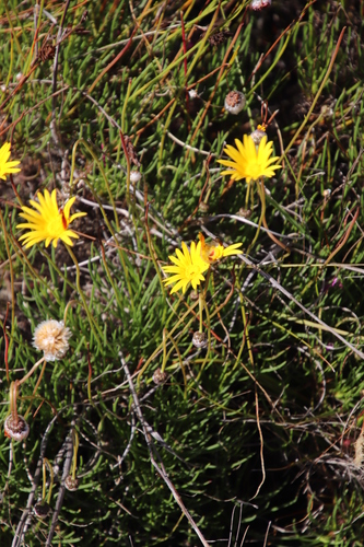 Image of Ursinia tenuifolia by (c) Tony Rebelo, some rights reserved (CC BY-SA)