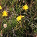 Perennial Creeping Paraseed - Photo (c) Tony Rebelo, some rights reserved (CC BY-SA), uploaded by Tony Rebelo