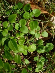 Magnoliopsida