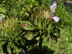 Hygrophila auriculata