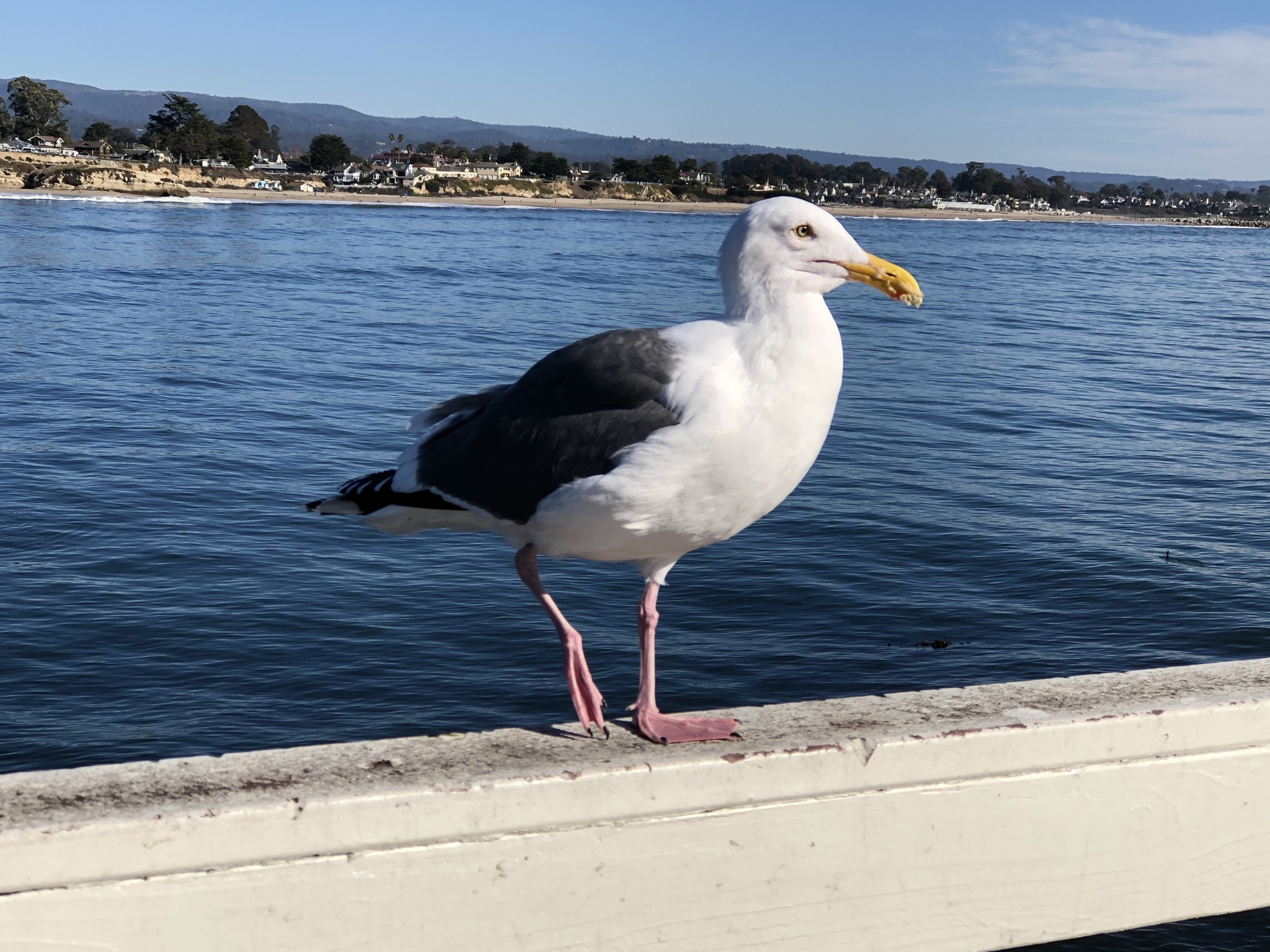 Western Gull