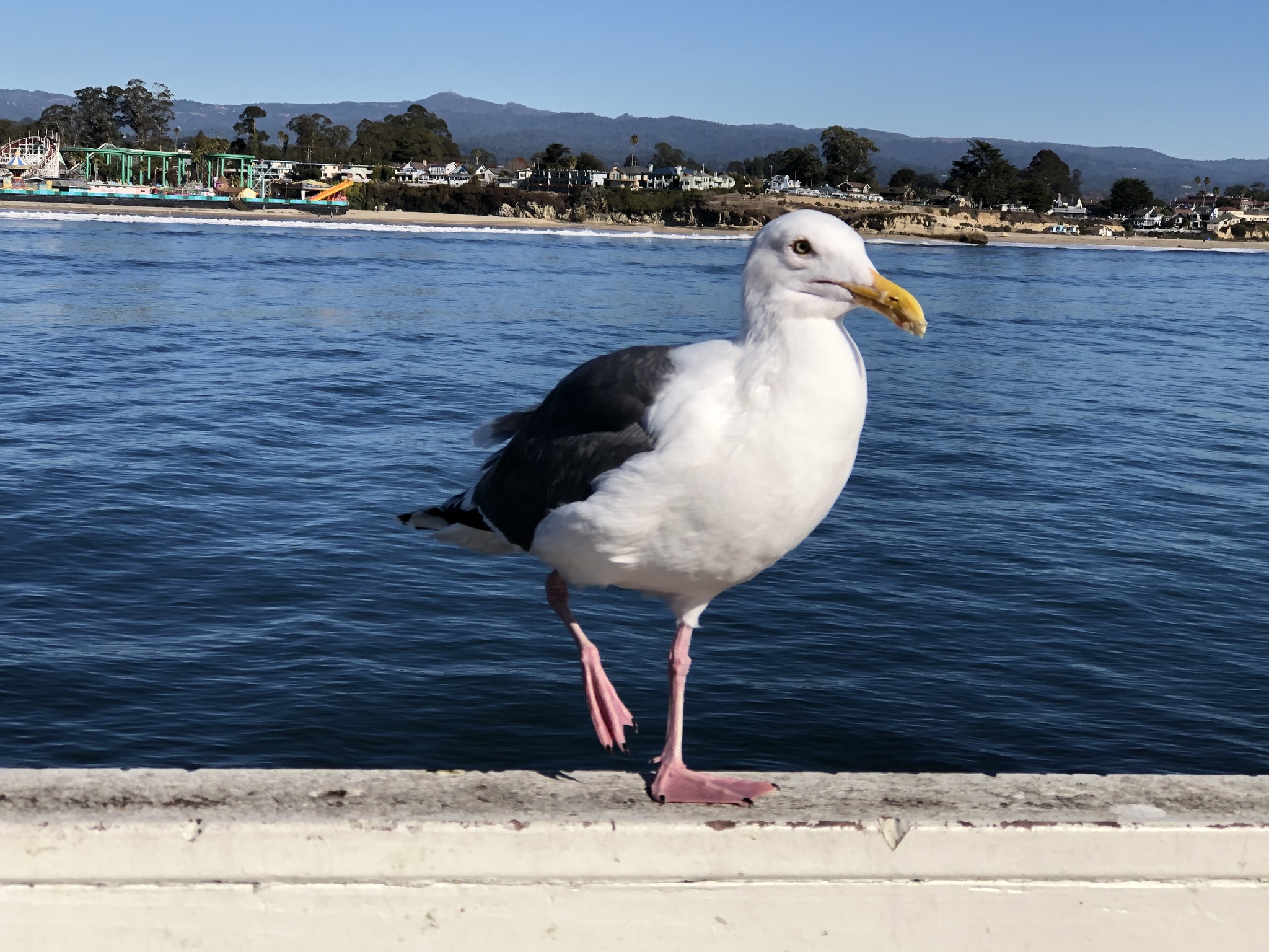Western Gull