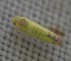 Lindbergina aurovittata