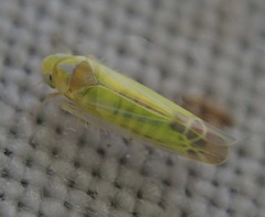 Lindbergina aurovittata