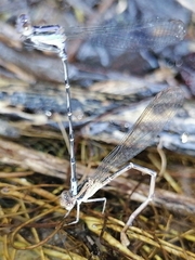 Argia pulla