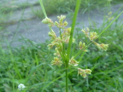 Cyperus