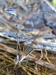 Argia pulla
