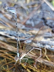 Argia pulla