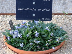 Hyacinthoides lingulata
