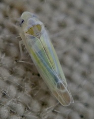 Lindbergina aurovittata
