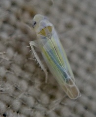 Lindbergina aurovittata
