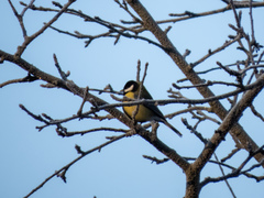 Parus major