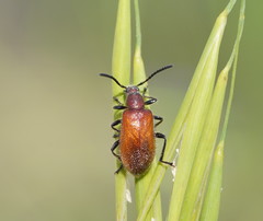 Metriolagria affinis