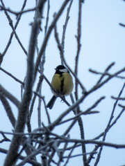 Parus major