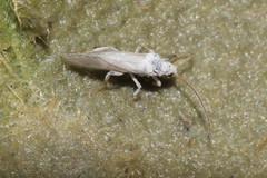 Conwentzia
