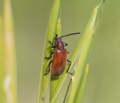 Metriolagria affinis