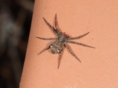 Pulchellodromus