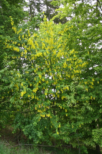 Laburnum anagyroides