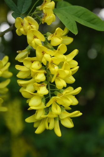 Laburnum anagyroides